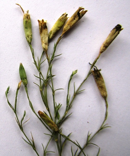 Dianthus hypanicus (Dianthus hypanicus)