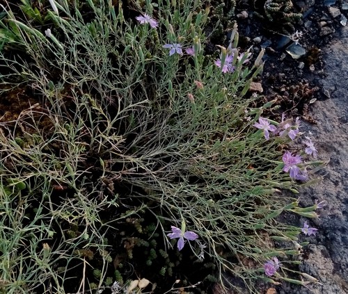 Dianthus hypanicus (Dianthus hypanicus)