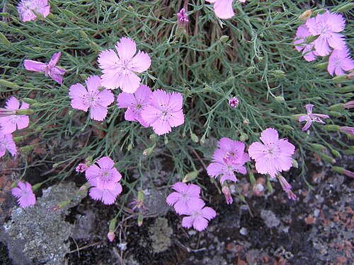 Dianthus hypanicus: OLYMPUS IMAGING CORP.