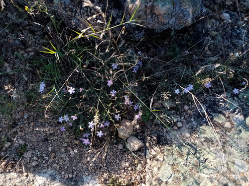 Dianthus hypanicus (Dianthus hypanicus)