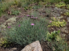 Dianthus hypanicus (Dianthus hypanicus)