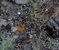 Dianthus hypanicus (Dianthus hypanicus)