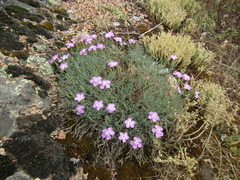 Dianthus hypanicus (Dianthus hypanicus)