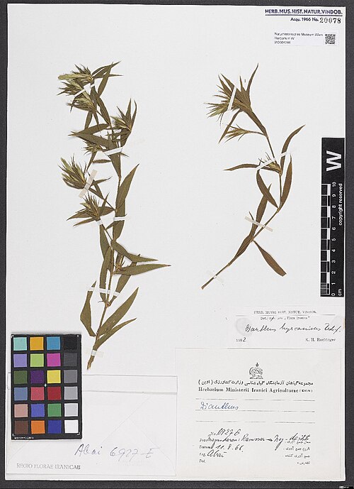 Dianthus hyrcanicus: Dianthus hyrcanicus — Herbarium specimen from Prov. Mazandaran [= Prov. Māzandarān], Ramssar[?] - Neg - des[...]., Iran. Collected by Abai 6927 E (1966-08-11). 