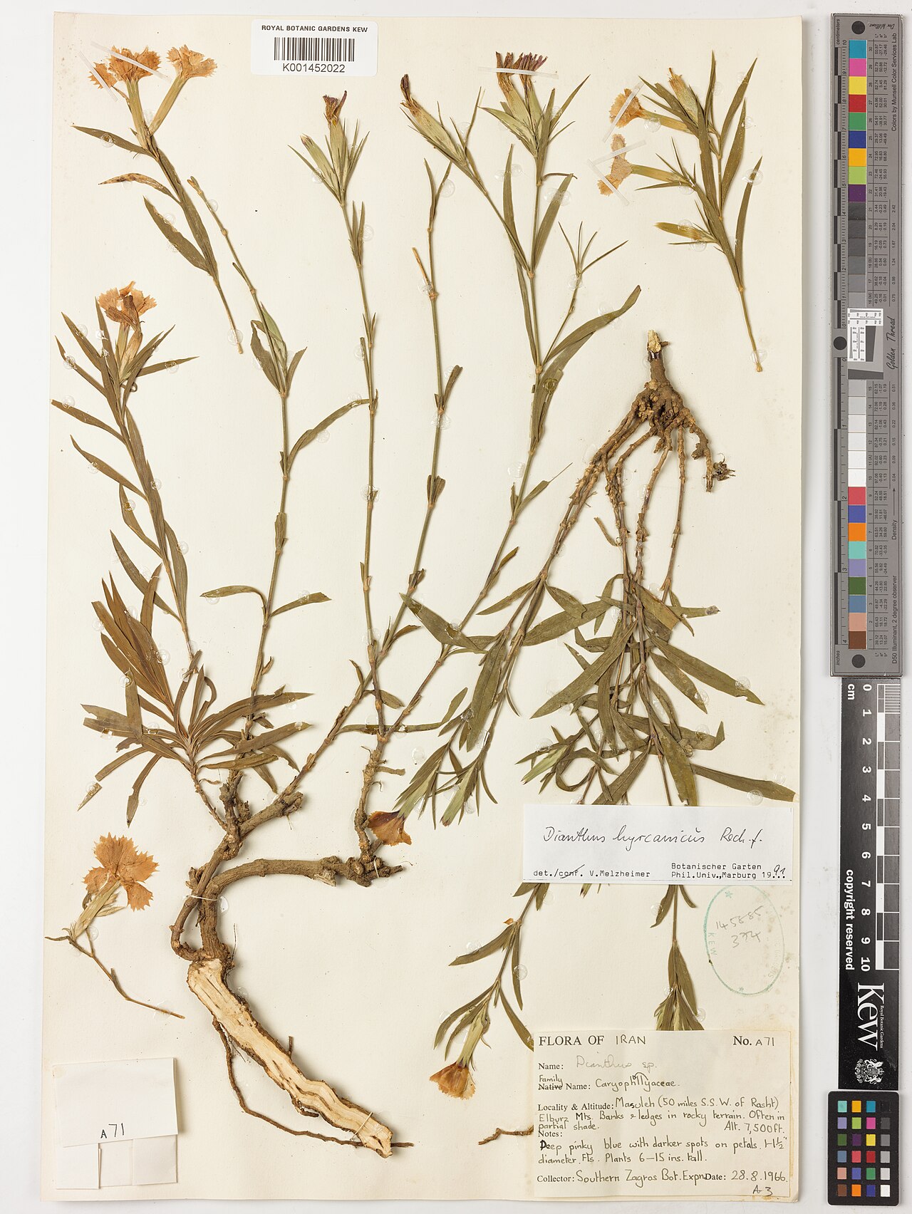 Dianthus hyrcanicus: Dianthus hyrcanicus — Herbarium specimen from Masuleh (50 miles S.S.W. of Rasht); Elburz Mts., Iran. Habitat: Banks and ledges in rocky terrain. Often in partia