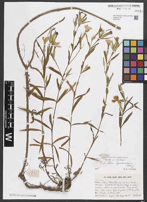 Dianthus hyrcanicus: Dianthus hyrcanicus — Herbarium specimen from Elburz Mtns, 50 miles SSW of Rasht, Masuleh [= ad Prov. Gilan]. 7500 ft alt. [= 2286 m] Banks of ledges in rocky t