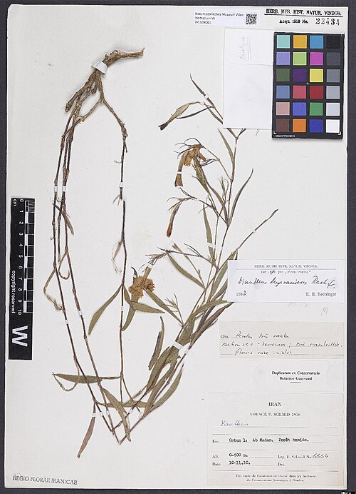 Dianthus hyrcanicus: Dianthus hyrcanicus — Herbarium specimen from Ostan 1, Ab Madan. Forêt humide. 0-500 m., Iran. Collected by Schmid,F. 6664 (1956-10-10). Recorded in GBIF occurr
