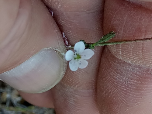 Dianthus illyricus (Dianthus illyricus)