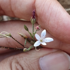 Dianthus illyricus (Dianthus illyricus)