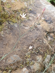 Dianthus illyricus (Dianthus illyricus)