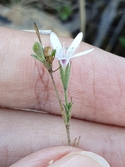 Dianthus illyricus (Dianthus illyricus)