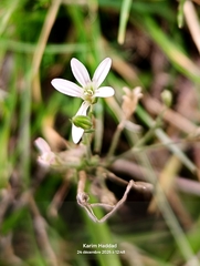 Dianthus illyricus (Dianthus illyricus)