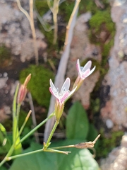 Dianthus illyricus (Dianthus illyricus)