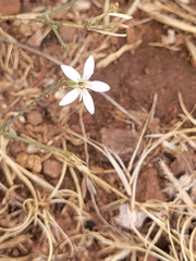 Dianthus illyricus (Dianthus illyricus)