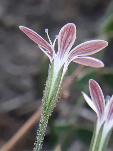 Dianthus illyricus (Dianthus illyricus)