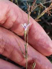 Dianthus illyricus (Dianthus illyricus)