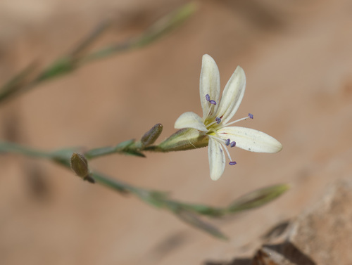 Dianthus illyricus (Dianthus illyricus)