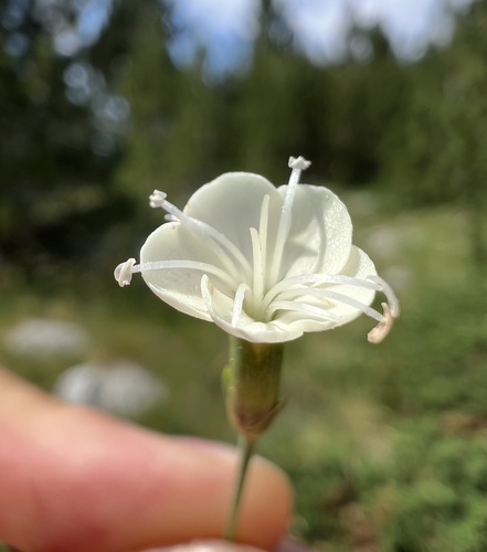 Dianthus integer (Dianthus integer)