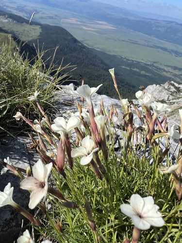 Dianthus integer (Dianthus integer)