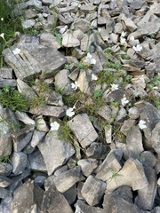 Dianthus integer (Dianthus integer)