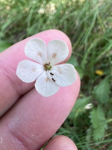 Dianthus integer (Dianthus integer)
