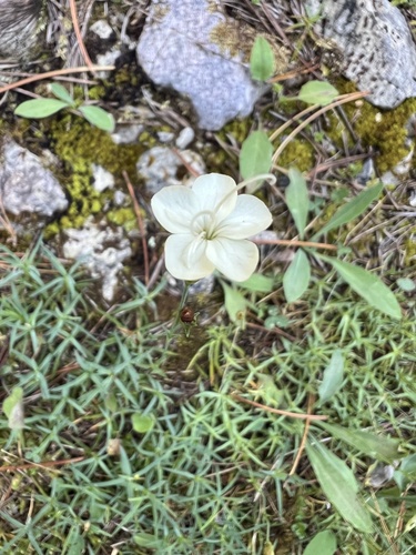 Dianthus integer (Dianthus integer)