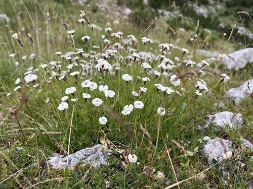Dianthus integer (Dianthus integer)