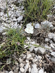 Dianthus integer (Dianthus integer)