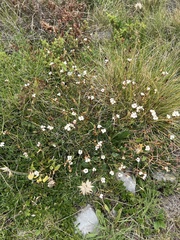 Dianthus integer (Dianthus integer)