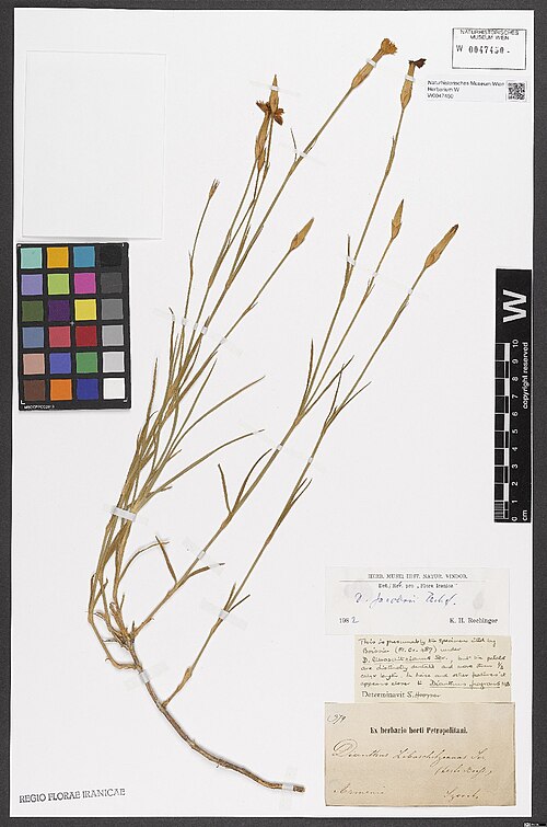 Dianthus jacobsii: Dianthus jacobsii — Herbarium specimen from Armenia.. Collected by Szovits 374. Recorded in GBIF occurrence 3333634301 .