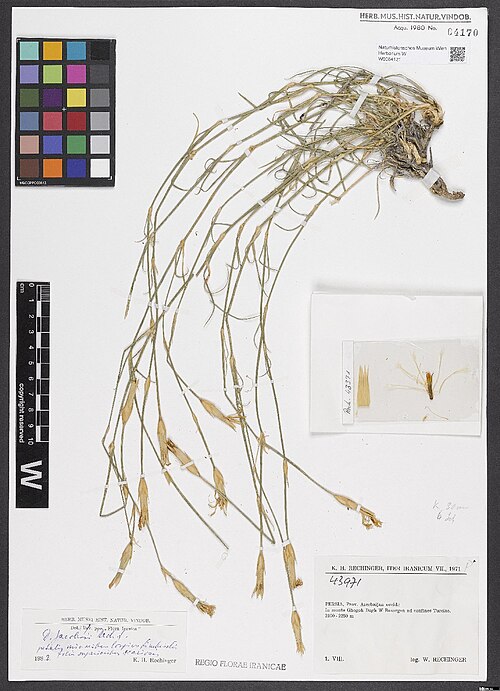Dianthus jacobsii: Dianthus jacobsii — Herbarium specimen from [Iran] Persia, Prov. Azerbaijan occid., in monte Ghogeh Dagh W Bazorgan ad confines Turciae, 2100-2250 m., Iran. Col