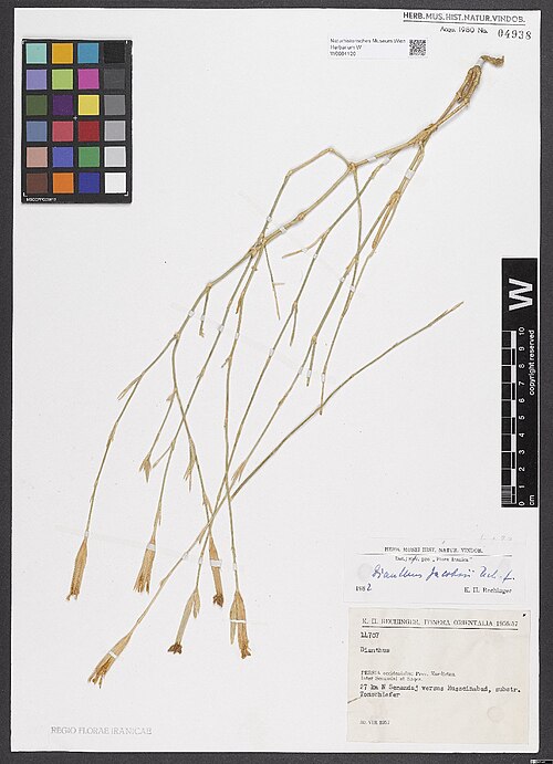 Dianthus jacobsii: Dianthus jacobsii — Herbarium specimen from Persia occidentalis, Prov, Kurdistan. Inter Sennadaj et Saquz. 27 km N Sanandaj versus Husseinabad,, Iran. Collected