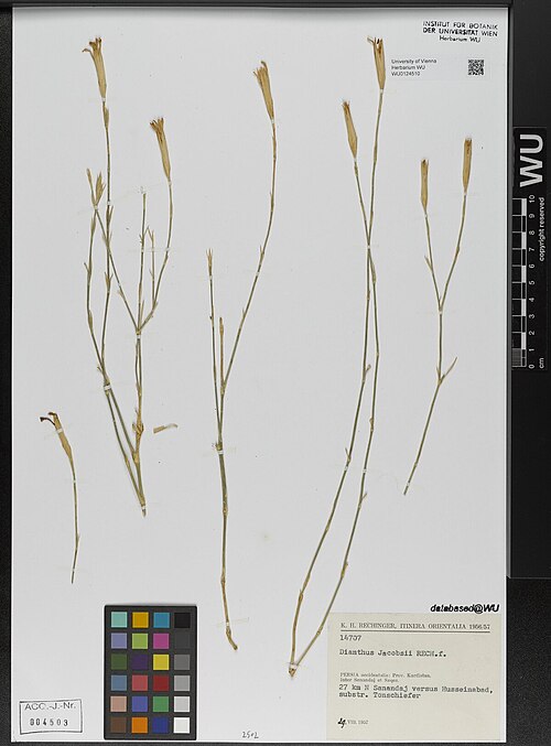 Dianthus jacobsii: Dianthus jacobsii — Herbarium specimen from Persia occidentalis, Prov, Kurdistan. Inter Senadaj et Saqez. 27 km N Sanandaj versus Husseinabad., Iran. Collected 