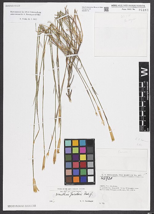 Dianthus jacobsii: Dianthus jacobsii — Herbarium specimen from Persia, Prov. Kurdistan, in qiercetis (Qu. Brantii) 90-110 km W Sanandaj versus Marivan (Dezh Shahpur), 1650-1800 m,