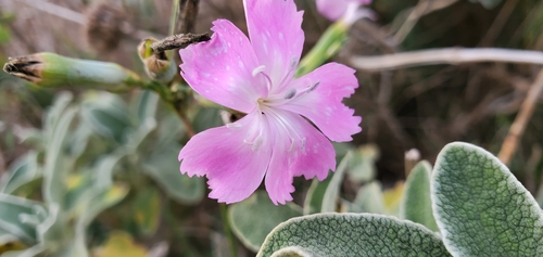 Dianthus japigicus (Dianthus japigicus)