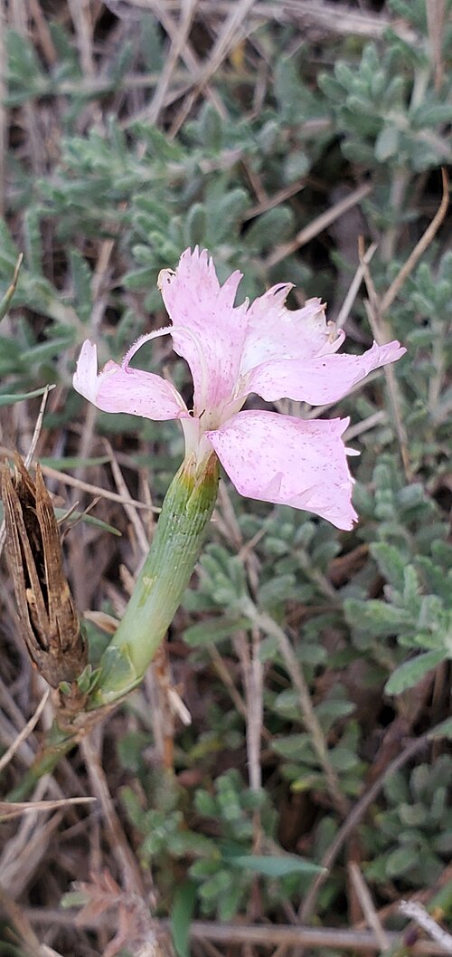 Dianthus japigicus: Dianthus japigicus in Italy