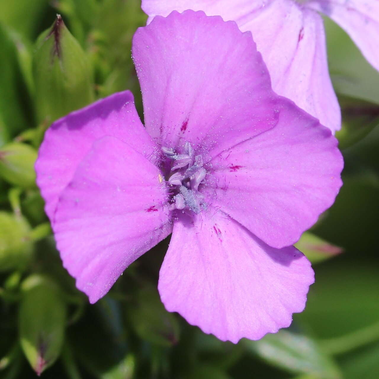 Dianthus japonicus: Dianthus japonicus in Suga Island, Toba, Mie Prefecture, Japan.