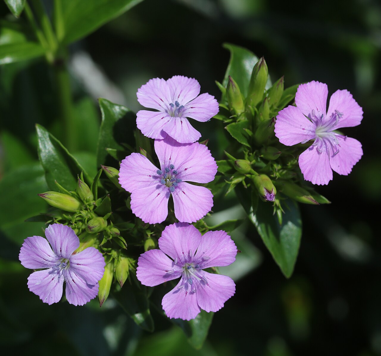 Dianthus japonicus: Dianthus japonicus in Suga Island, Toba, Mie Prefecture, Japan.