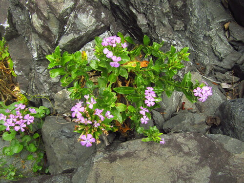 Dianthus japonicus (Dianthus japonicus)