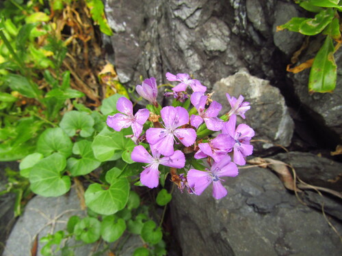 Dianthus japonicus (Dianthus japonicus)