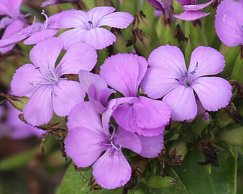 Dianthus japonicus: Dianthus japonicus in Cape Irago, Atsumi Peninsula , Tahara , Aichi prefecture , Japan .
