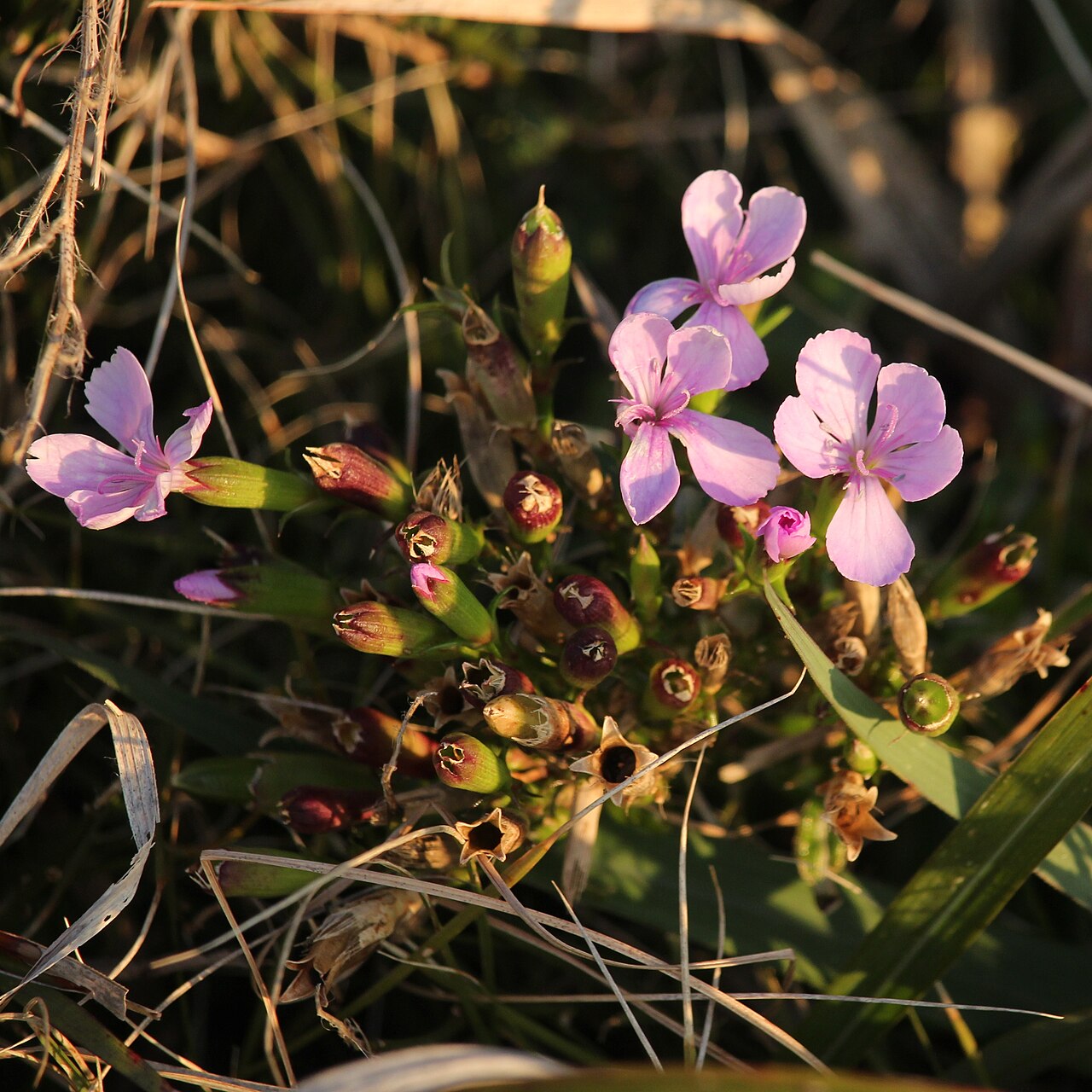 Dianthus japonicus: Dianthus japonicus around Koiji Beach in Atsumi Peninsula, Tahara , Aichi Prefecture, Japan.