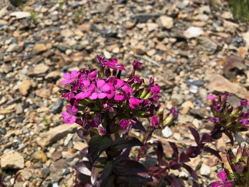 Dianthus japonicus (Dianthus japonicus)
