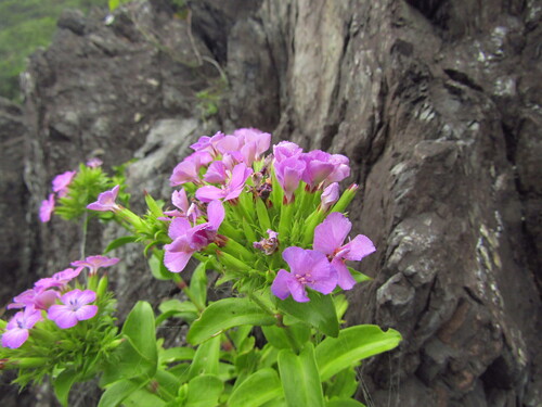 Dianthus japonicus (Dianthus japonicus)