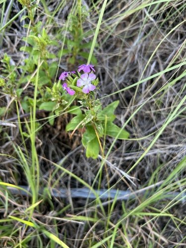 Dianthus japonicus (Dianthus japonicus)