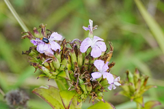 Dianthus japonicus (Dianthus japonicus)