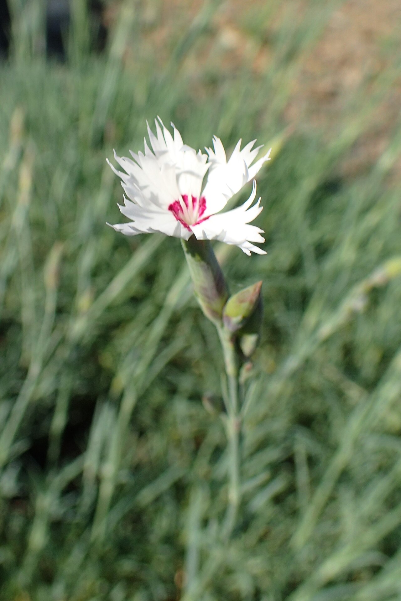 Dianthus kuschakewiczii: Dianthus tianschanicus in Jibou Botanical Garden