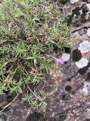 Dianthus langeanus (Dianthus langeanus)