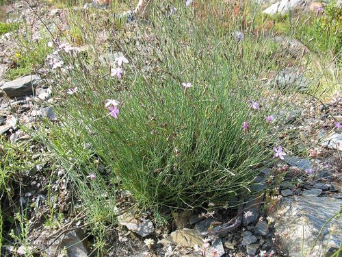 Dianthus langeanus (Dianthus langeanus)