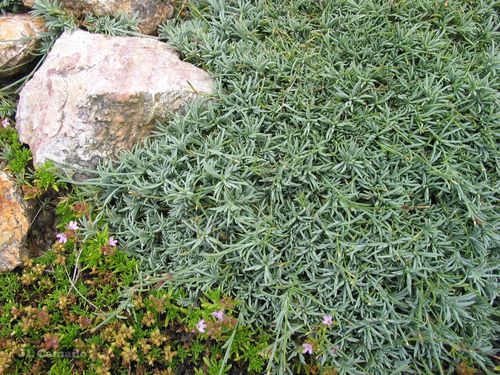 Dianthus langeanus (Dianthus langeanus)